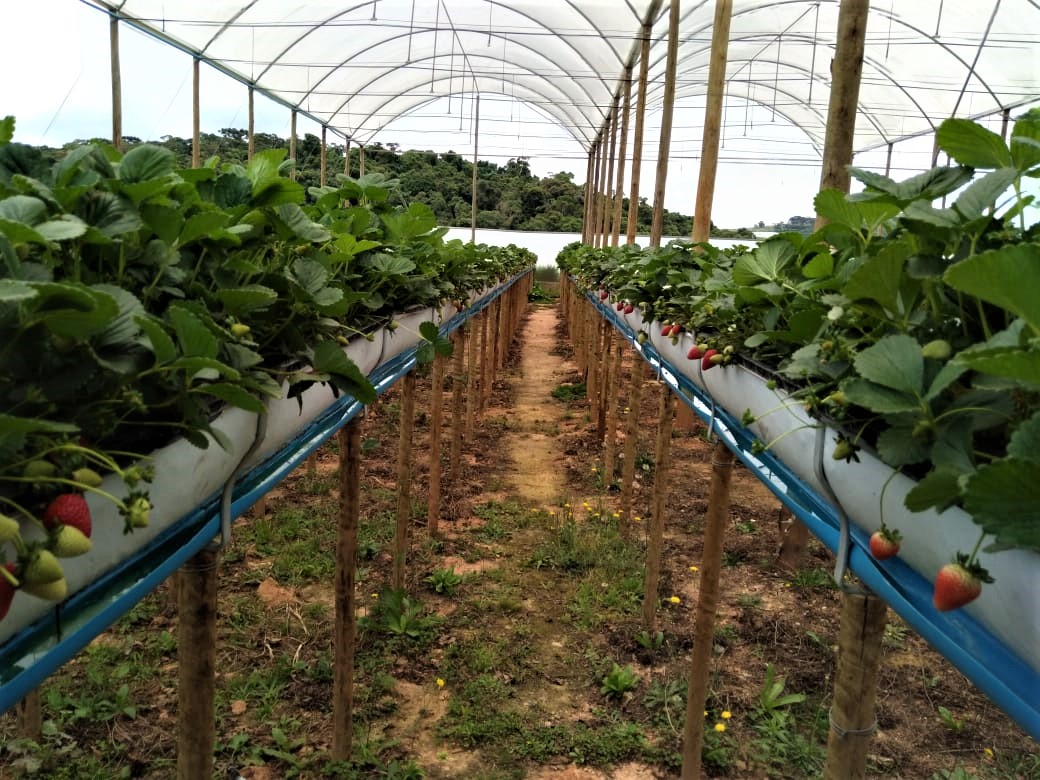 /20878MORANGO 1.jpeg